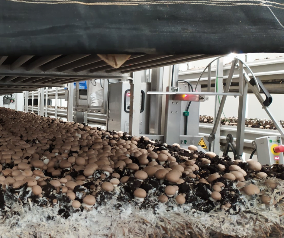 Sammlung Von Champignon-Pilzen an der Produktionslinie
